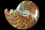 Polished, Agatized Ammonite (Cleoniceras) - Madagascar #94277-1